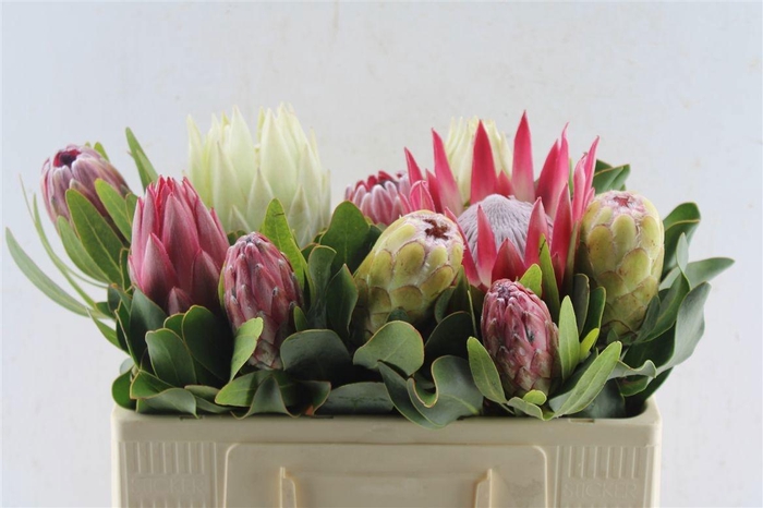 <h4>PROTEA OV PER STUK</h4>