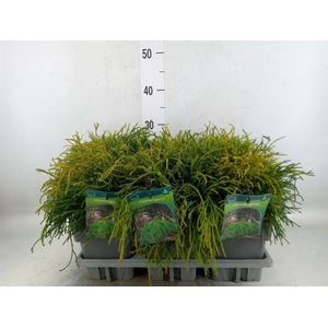 Chamaecyparis pis. 'Filifer Nana'