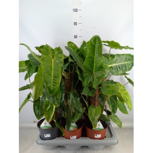 Philodendron   ...