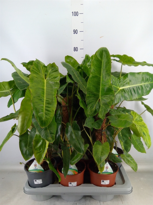 <h4>Philodendron   ...</h4>