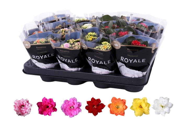 <h4>Kalanchoe Rosalina 07cm mix, Royale</h4>