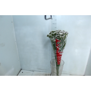 STATICE SINZII WHITE 080 CM