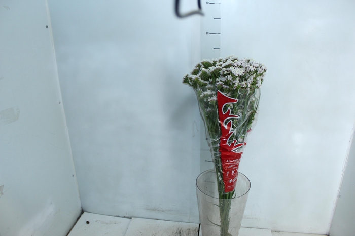 <h4>STATICE SINZII WHITE 080 CM</h4>