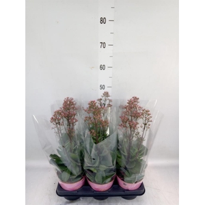 Kalanchoe  'WildFlow Surp Canyon'