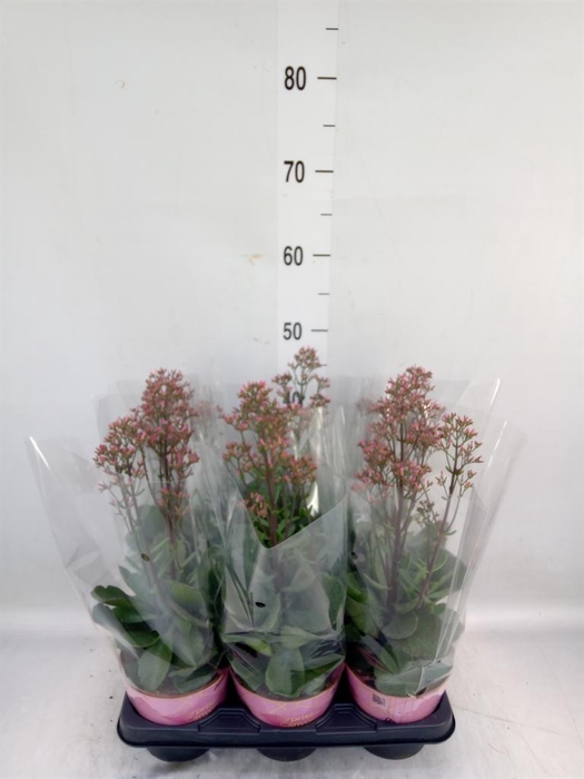 <h4>Kalanchoe  'WildFlow Surp Canyon'</h4>