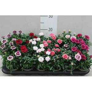 Dianthus Gemengd
