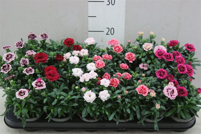 <h4>Dianthus Gemengd</h4>
