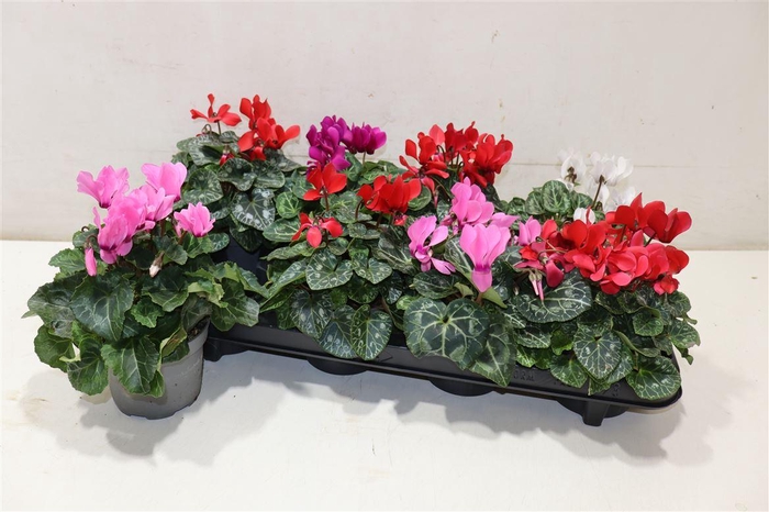 <h4>Cycl Kl Macaron</h4>