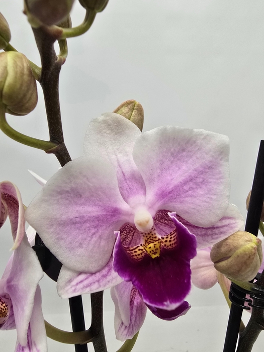 <h4>Limited 01 week 19</h4>