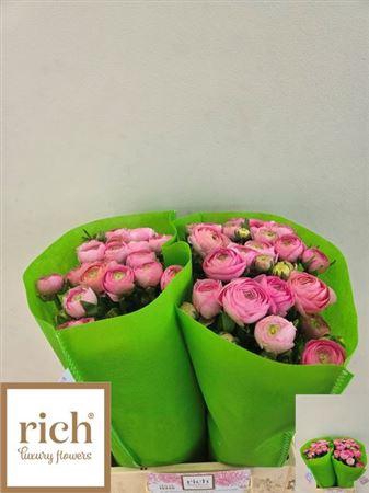 <h4>Ran Aazur Li Pink</h4>