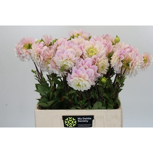 Dahlia Sweet Nathalie