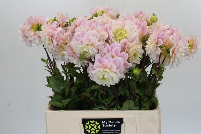 <h4>Dahlia Sweet Nathalie</h4>