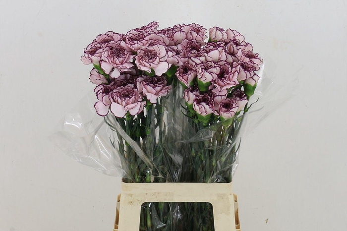 <h4>Di St Damascus</h4>