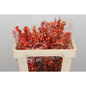 Ilex Oudijk's Orange