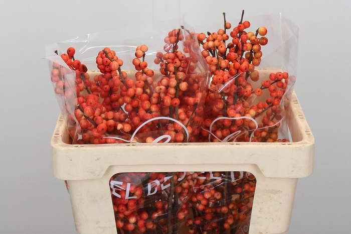 <h4>Ilex Oudijk's Orange</h4>