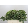 Pittosporum Ilan