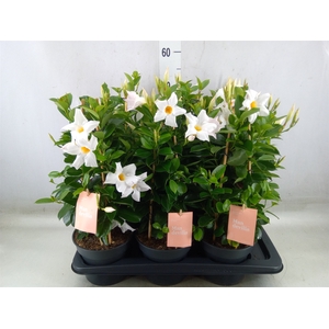 Mandevilla  'Sundavil White'
