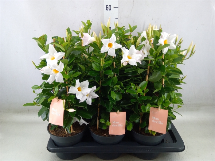 <h4>Mandevilla  'Sundavil White'</h4>