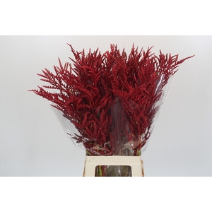 Bromelia Red Paloma