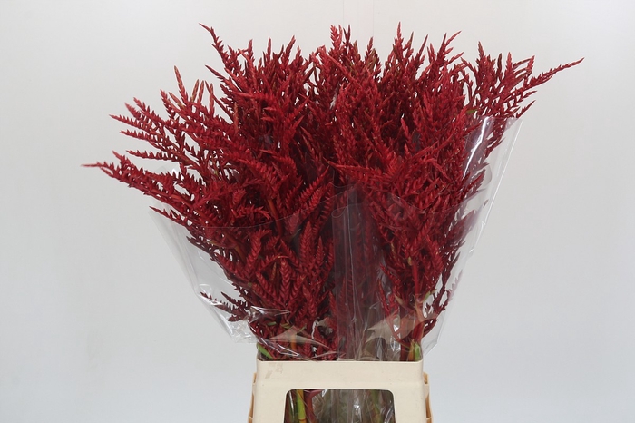 Bromelia Red Paloma