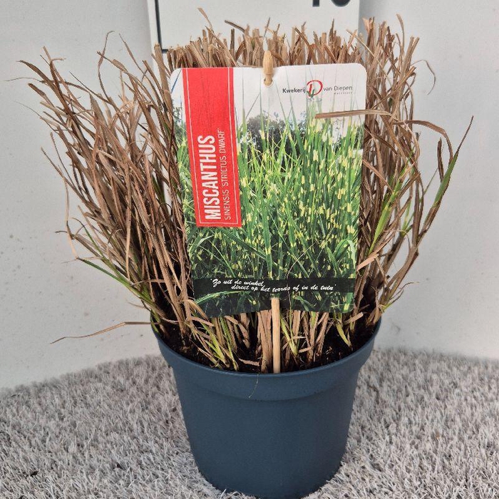 <h4>Miscanthus Sinensis Strictus Dwarf</h4>