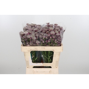 Astrantia Star Of Africa