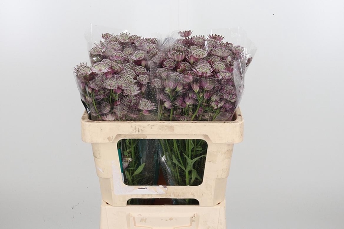 <h4>Astrantia Star Of Africa</h4>