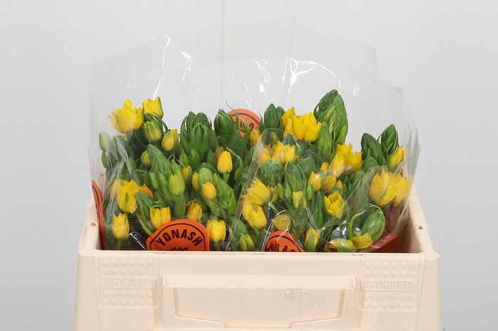 <h4>Ornithogalum Dubium Yellow</h4>