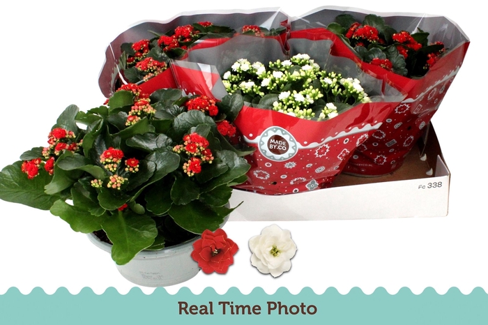 <h4>KAL GE GEM 2 KL</h4>