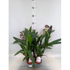 Orchideeen   ...
