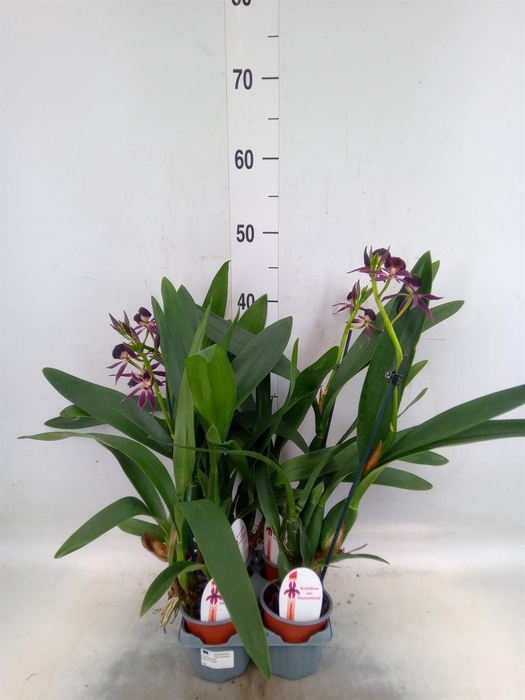 <h4>Orchideeen   ...</h4>
