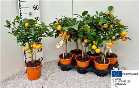 <h4>Citr Microcarpa 3-4</h4>
