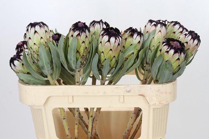 <h4>Protea Niobe</h4>