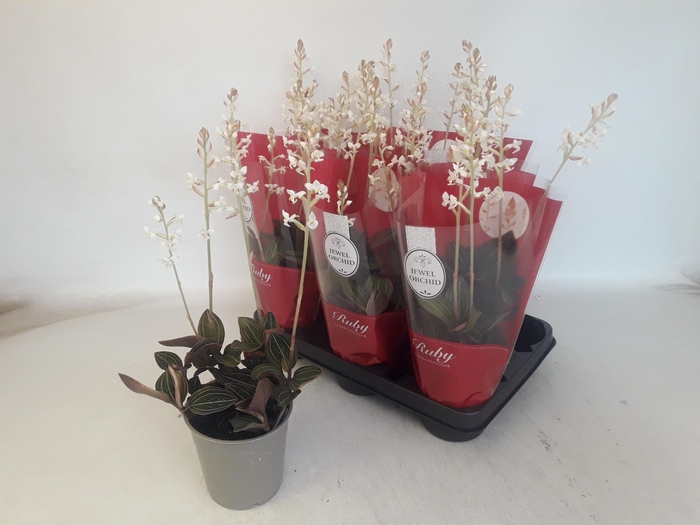 <h4>LUD DISCOLOR</h4>