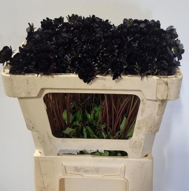 <h4>COSMOS BLACK BEAUTY</h4>