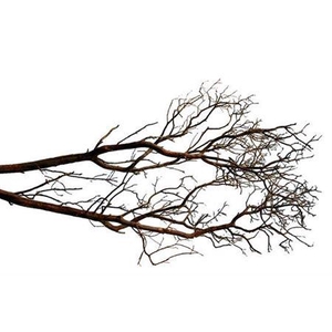Manzanita 210cm