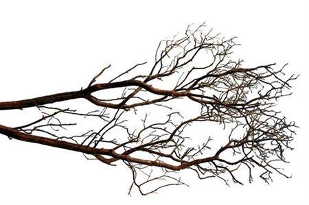 <h4>Manzanita 210cm</h4>