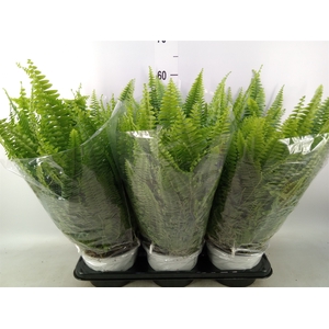 Nephrolepis exal. 'Sonata'