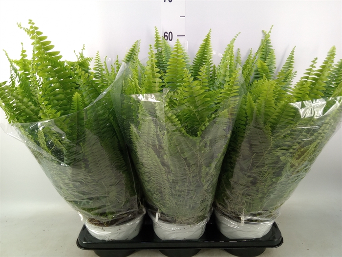 <h4>Nephrolepis exal. 'Sonata'</h4>