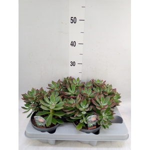 Echeveria pulvinata 'Devotion'