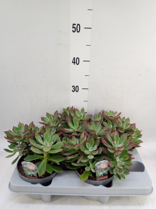 <h4>Echeveria pulvinata 'Devotion'</h4>