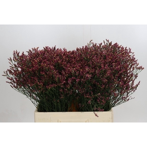 Limonium sinensis Scarlet Diamond