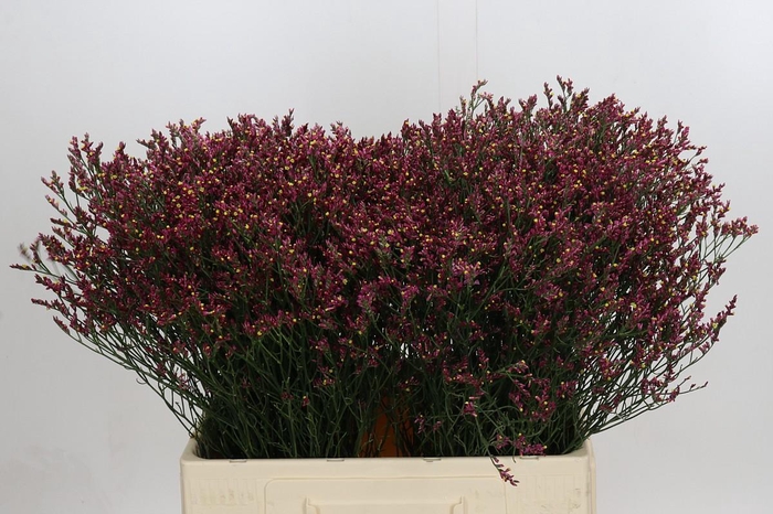 <h4>Limonium sinensis Scarlet Diamond</h4>