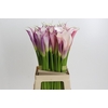 Zantedeschia Eydolls Purple White
