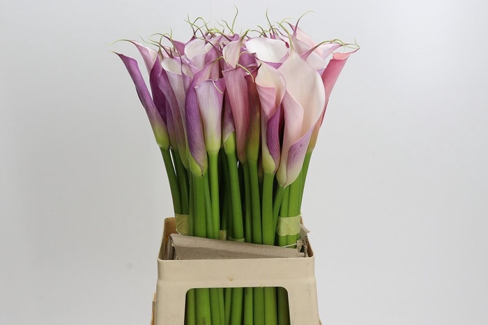 <h4>Zantedeschia Eydolls Purple White</h4>