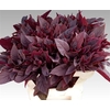 Amaranthus Cruen Velvet