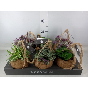 Planten Groen   ...mix  5