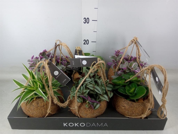 <h4>Planten Groen   ...mix  5</h4>