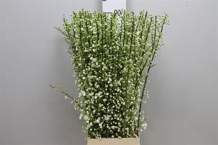 <h4>Prunus Gland Wit St</h4>