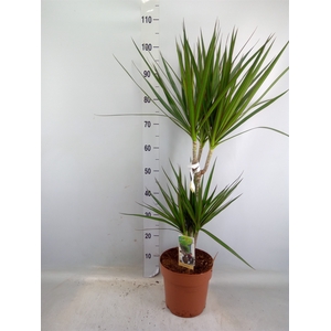 Dracaena marg.